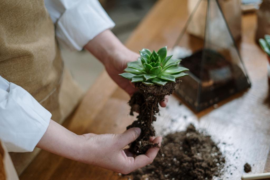 Person holding succulents