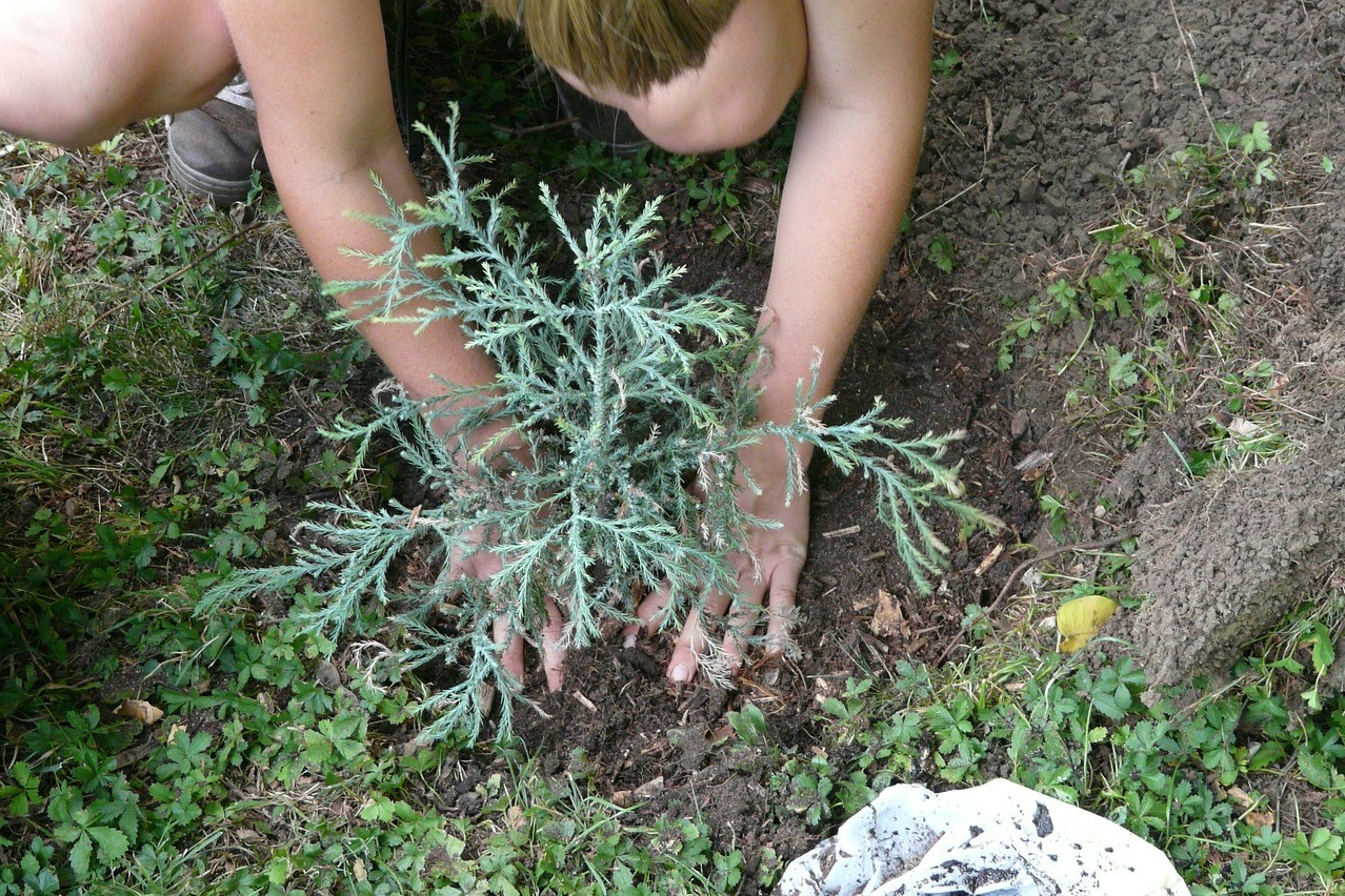 Person crouched on the ground, planting a small light green tree
