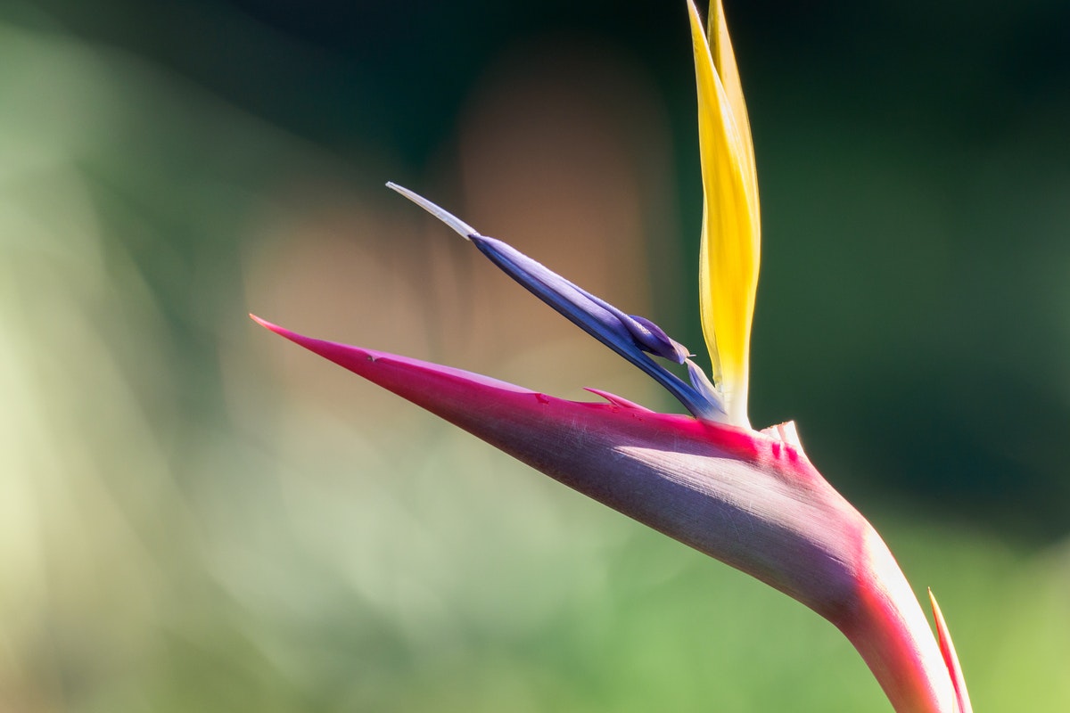A pink bird of paradise bloom