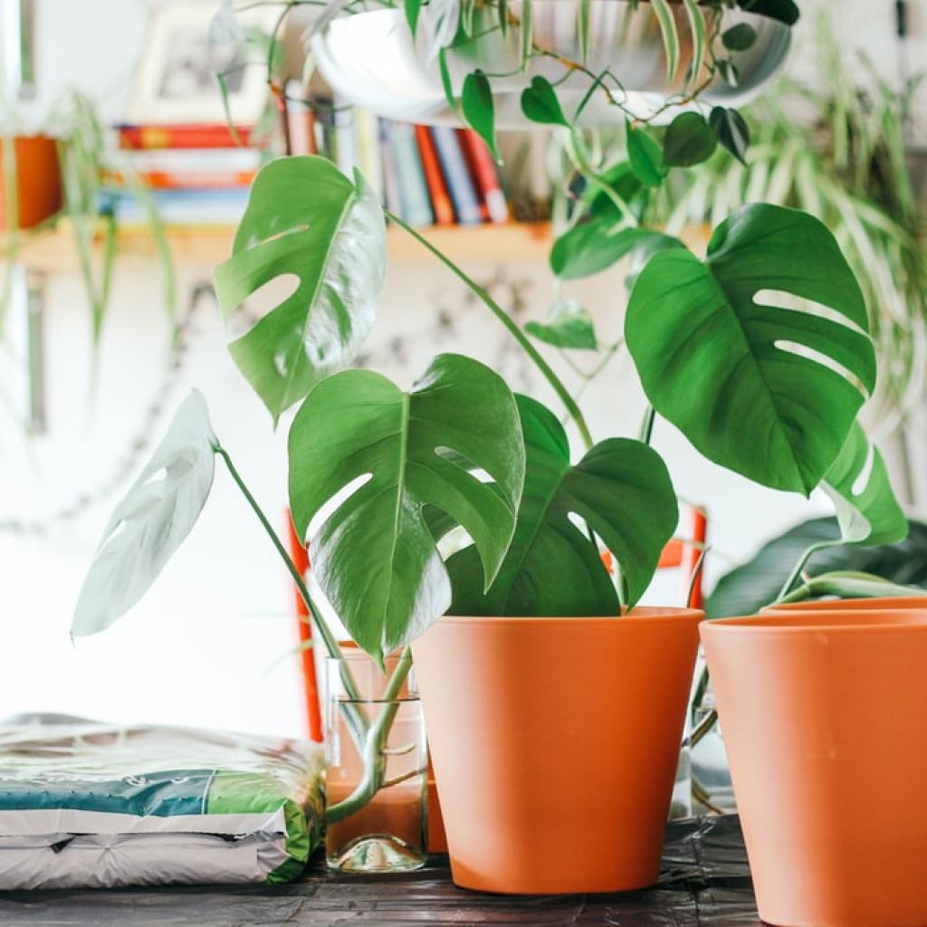 Monsteras in planters