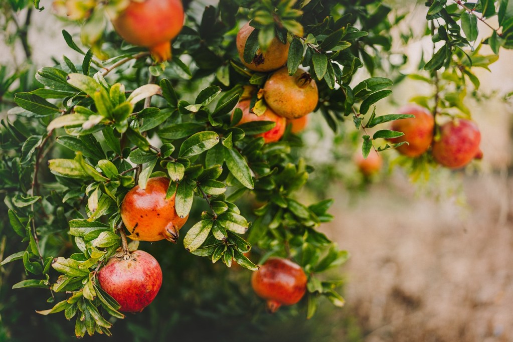 Pomegranate tree with ripening fruit