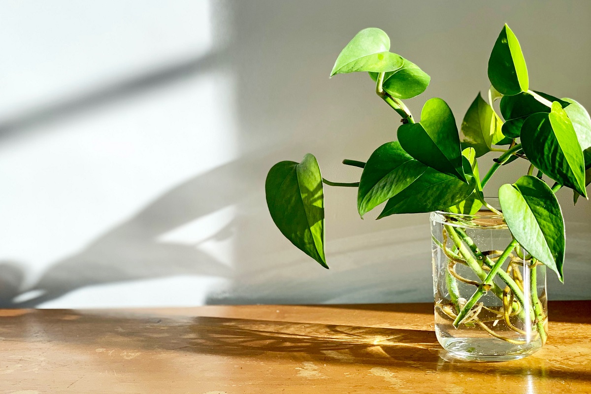 A pothos grown in a jar