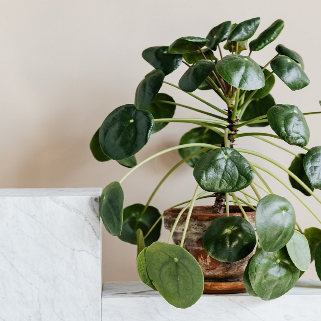 A potted peperomia