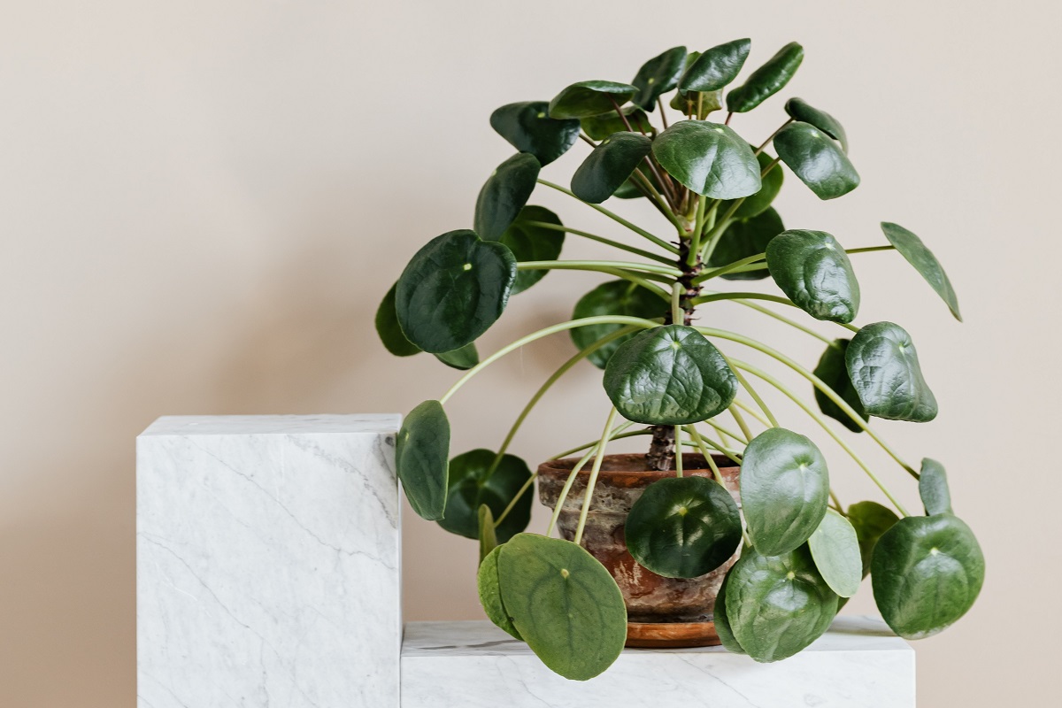 A potted peperomia