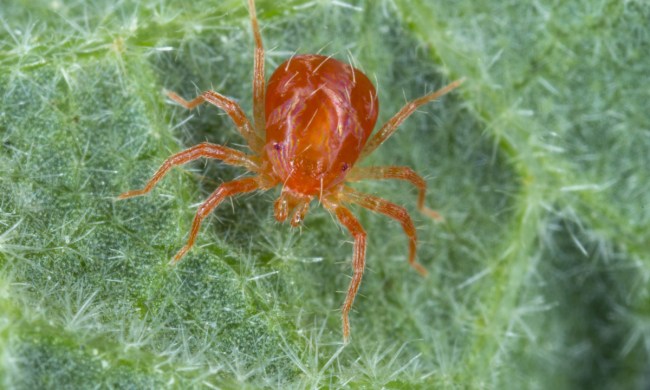 Predatory mite