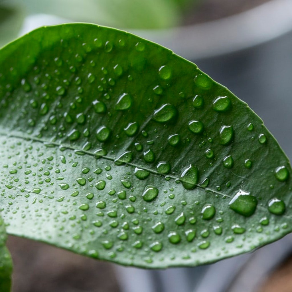 Raindrops on leaf