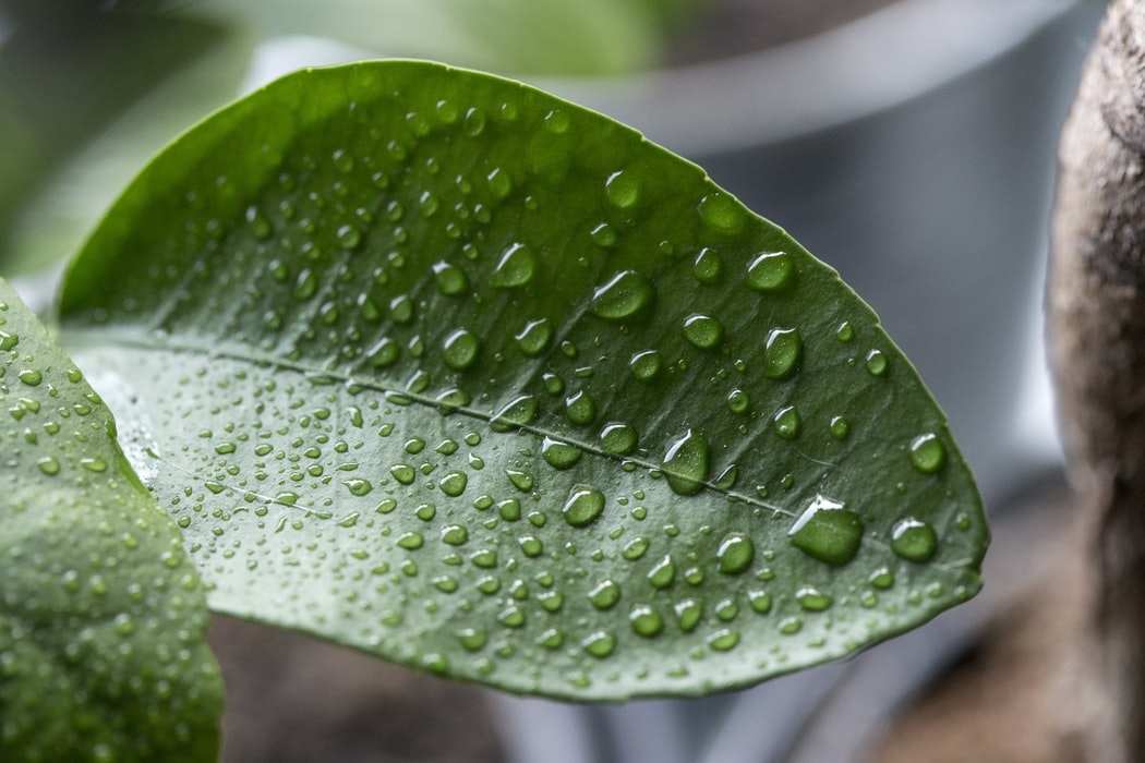 Raindrops on leaf