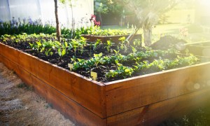raised garden bed