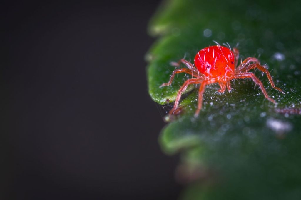 Close-up of a red spider mite
