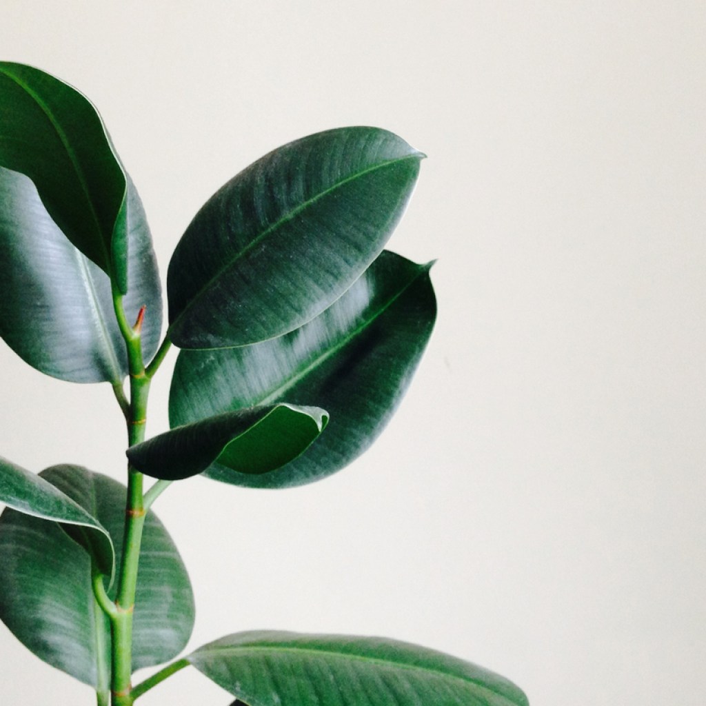 Rubber tree