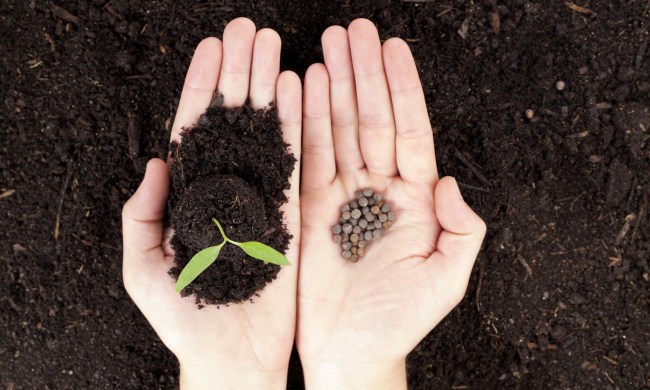 Two hands side by side, one holding seeds the other holding a seedling