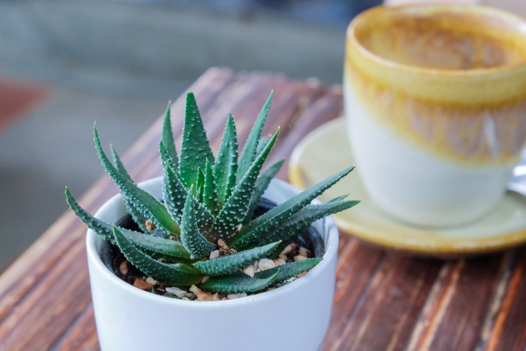 Small aloe cactus