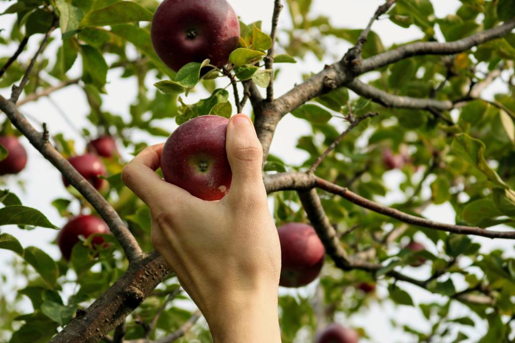 PIcking an apple from an apple tree