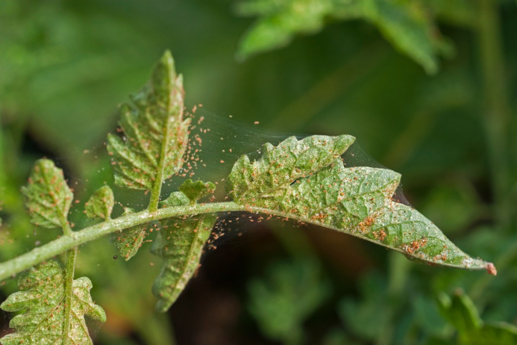 spider mites on a tomato leaf