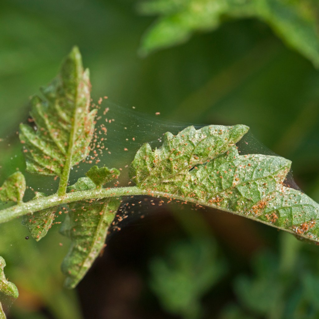 spider mites on a tomato leaf