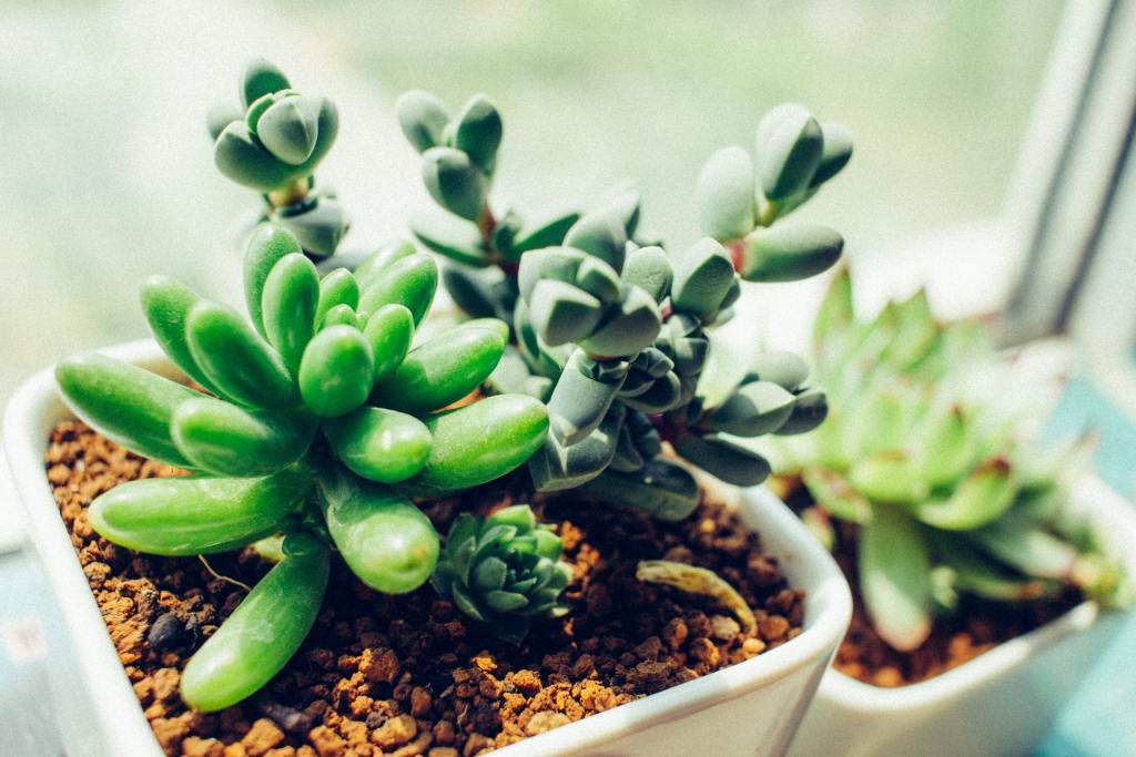 Succulents in white containers