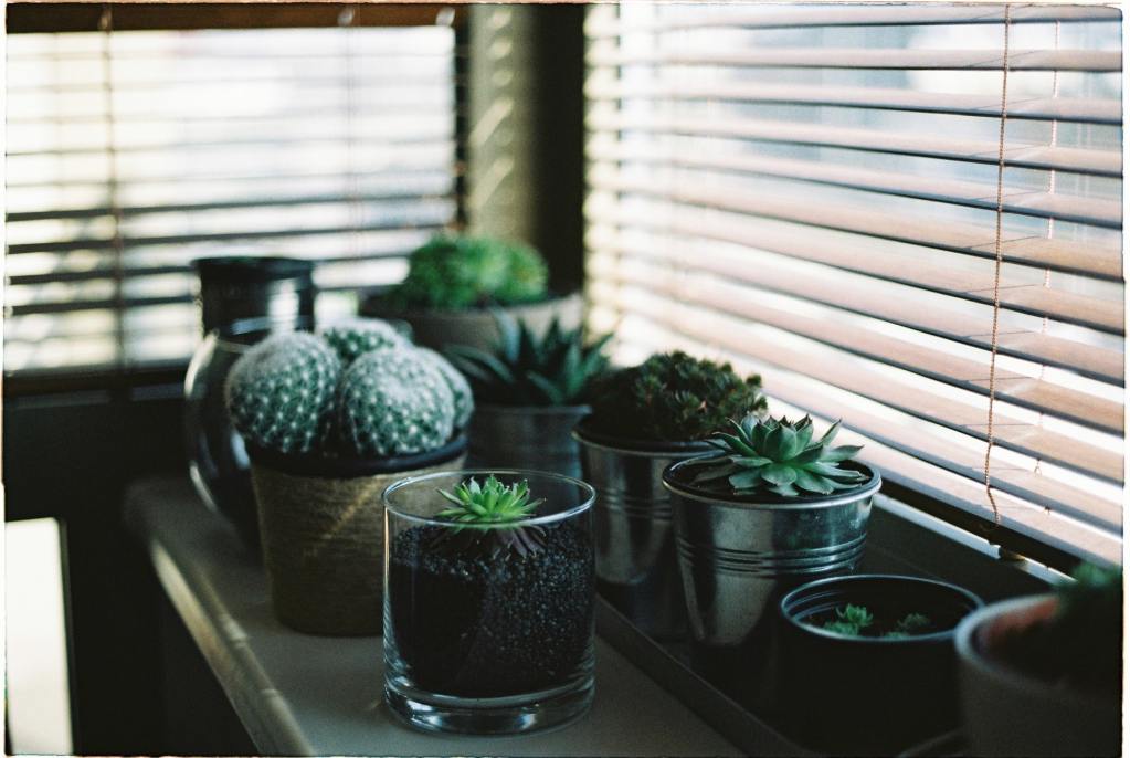 An assortment of small succulents sitting on a window sill. The window blinds are down and the succulents are shaded.