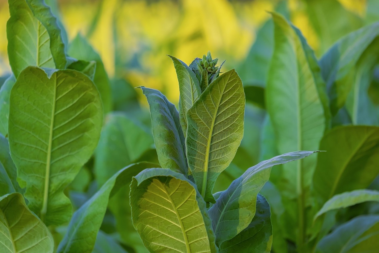 Tobacco plants growing in a field