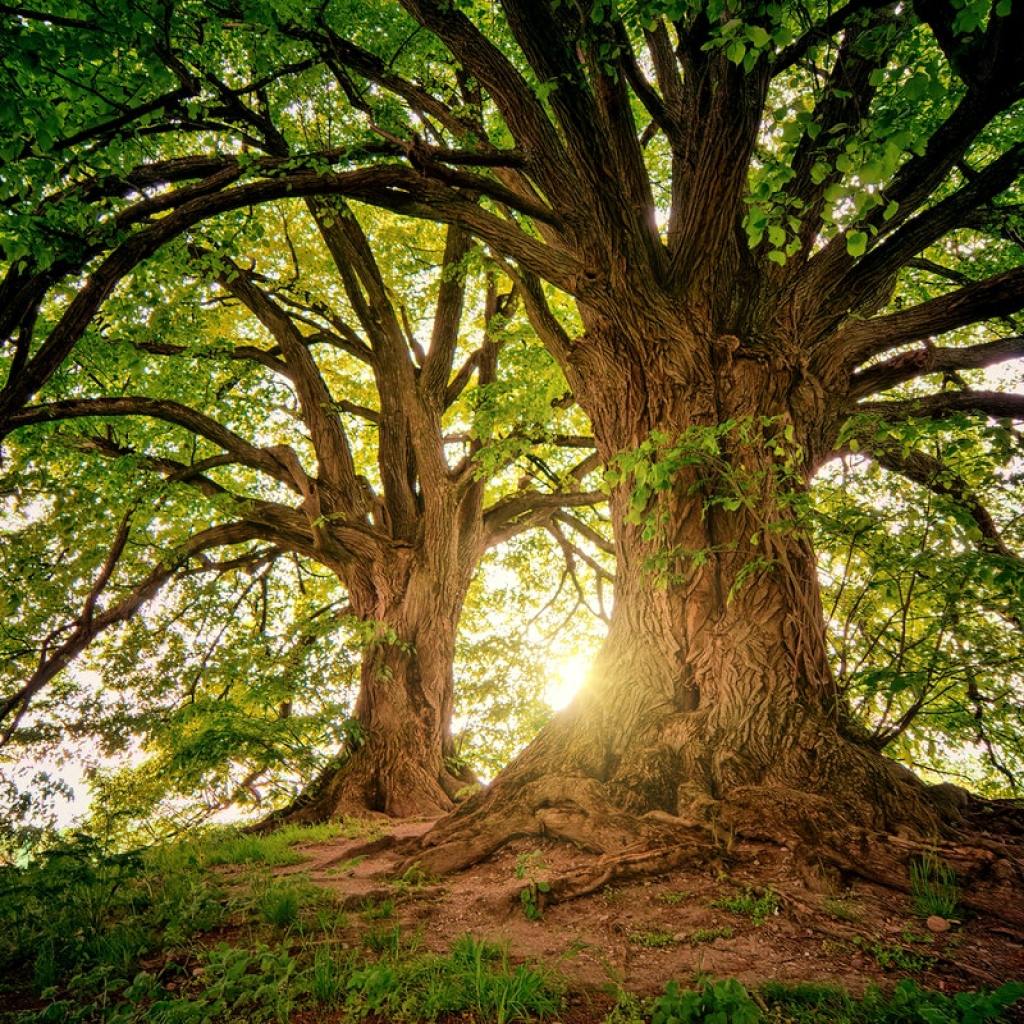 two big trees backlit by sunshine