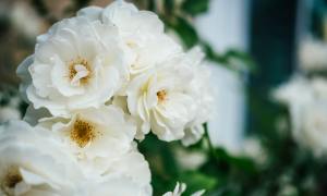 rose bush