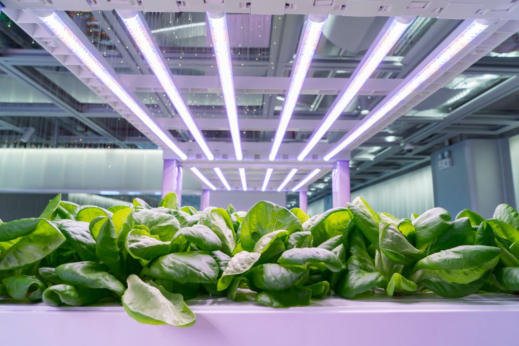 Vegetables under grow lights