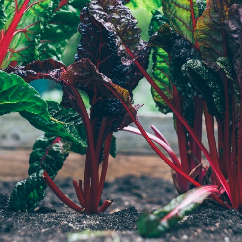 Vegetables in a garden