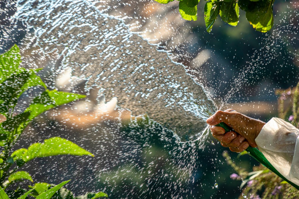 A person holding a watering hose up, spraying water in an arc.