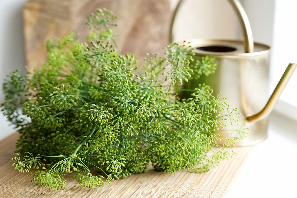 Metal watering can next to greenery