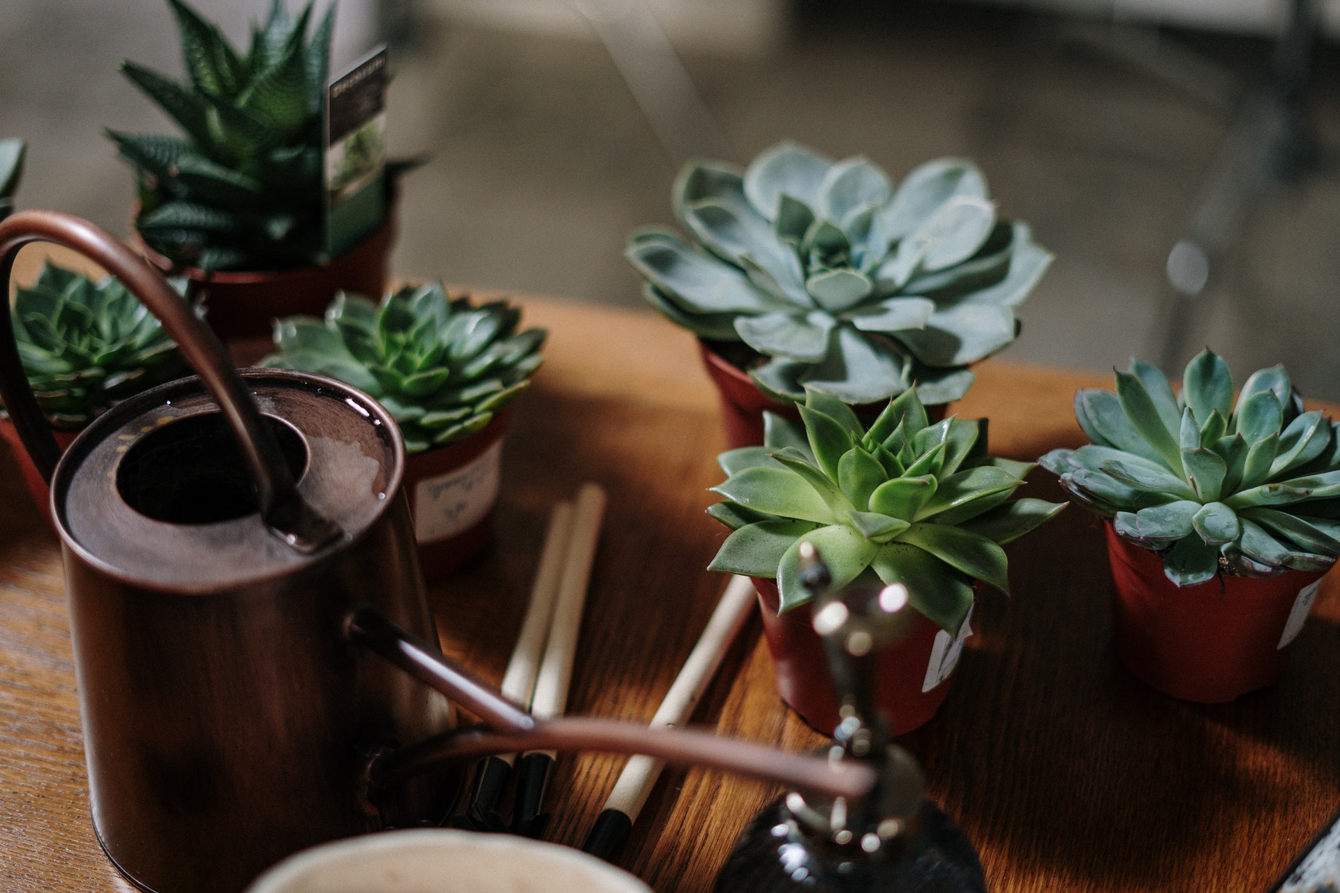 Top 10+ How hot can succulents tolerate 8 Ensure your succulents thrive in winter with these 4 tips