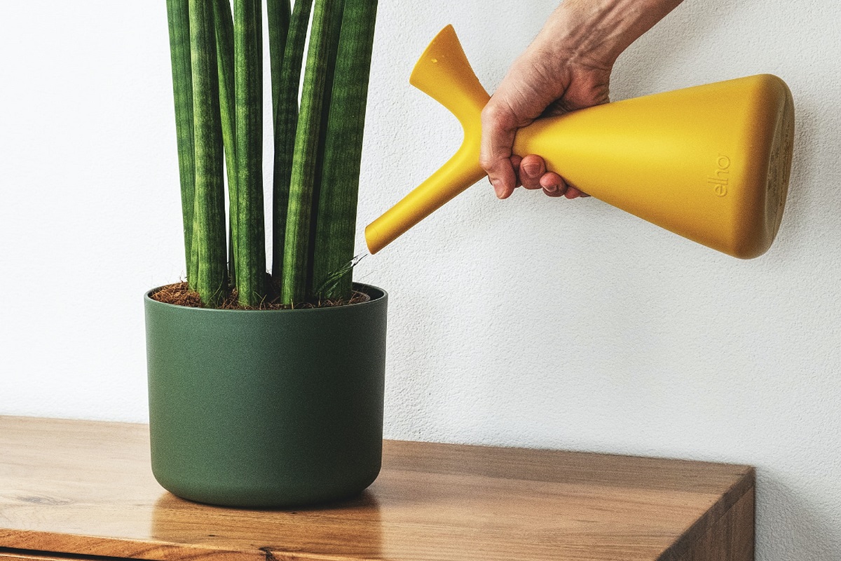 A person watering a snake plant