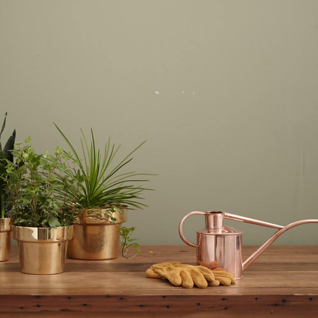 Watering can and plants