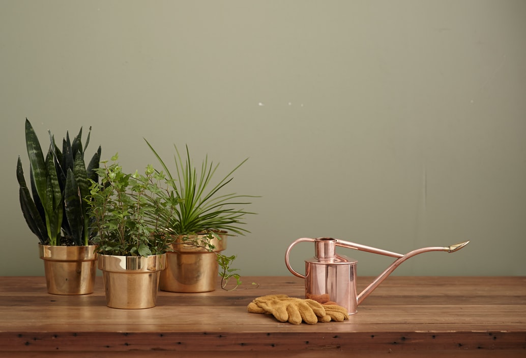 Watering can and plants