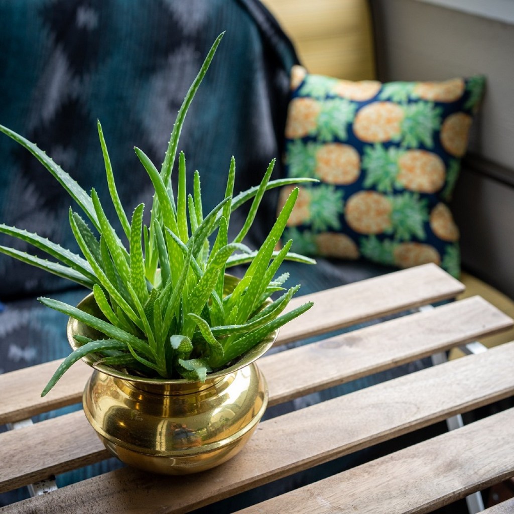 Young aloe vera in a pot