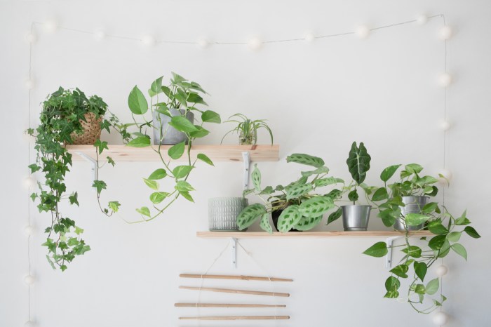 Shelves of air purifying plants