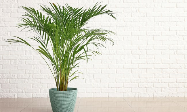 Areca palm