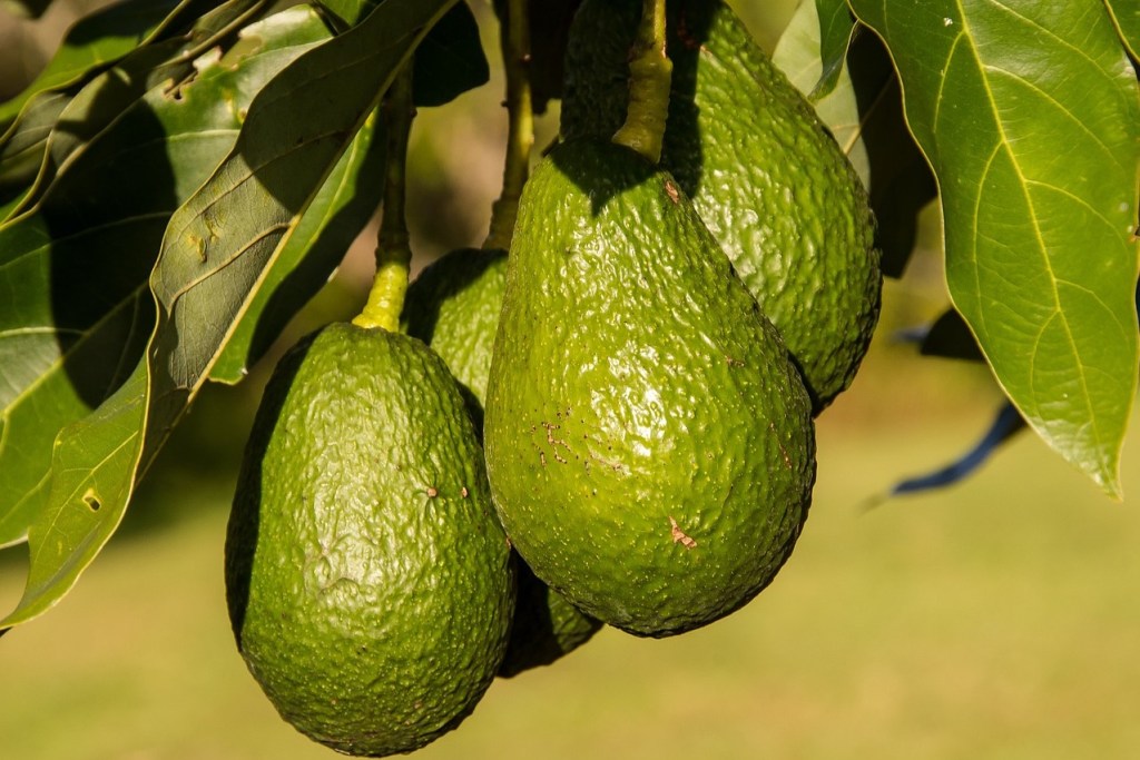 Several avocados on a branch