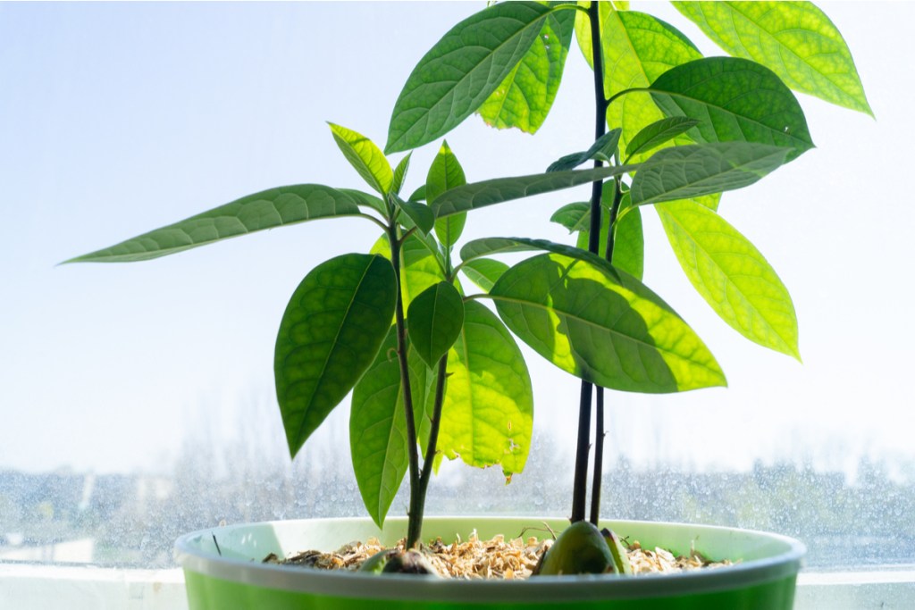 Two avocado seedlings in a pot