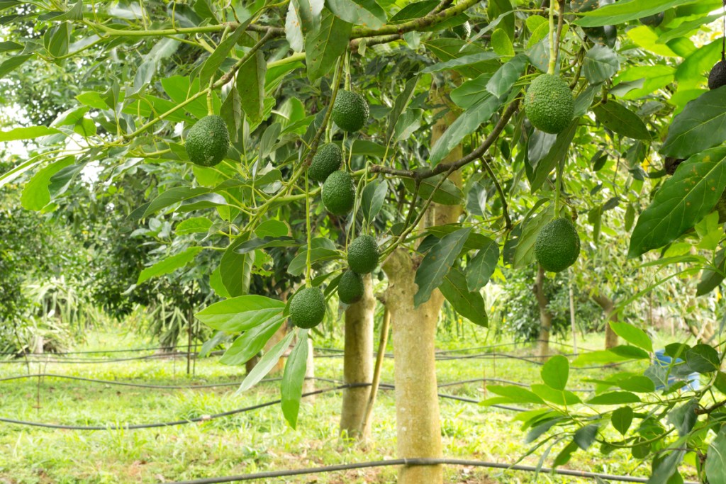 A row of avocado trees full of avocados