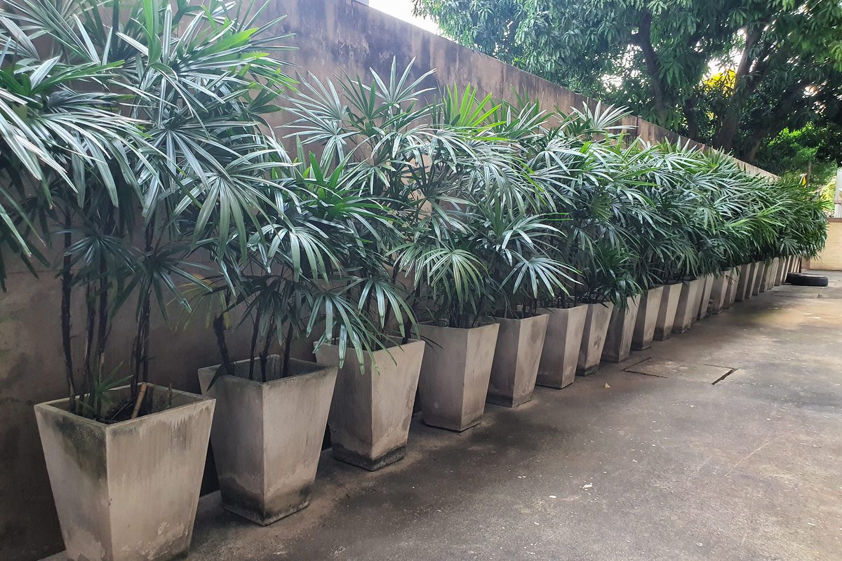 A line of broadleaf lady palms in gray pots