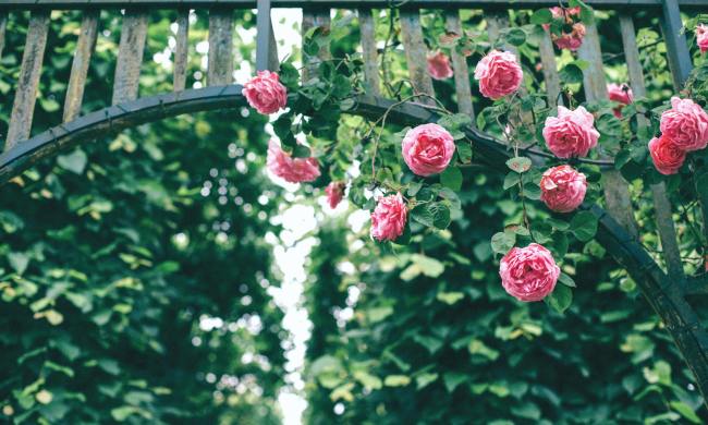 climbing roses