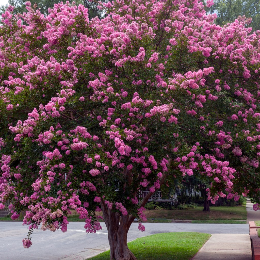 A crepe myrtle in full bloom with pink flowers.