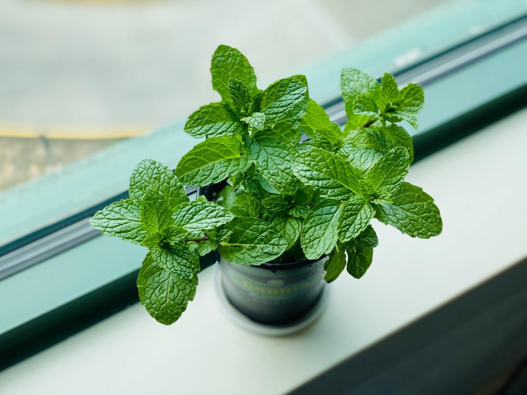 Mint growing in a cup