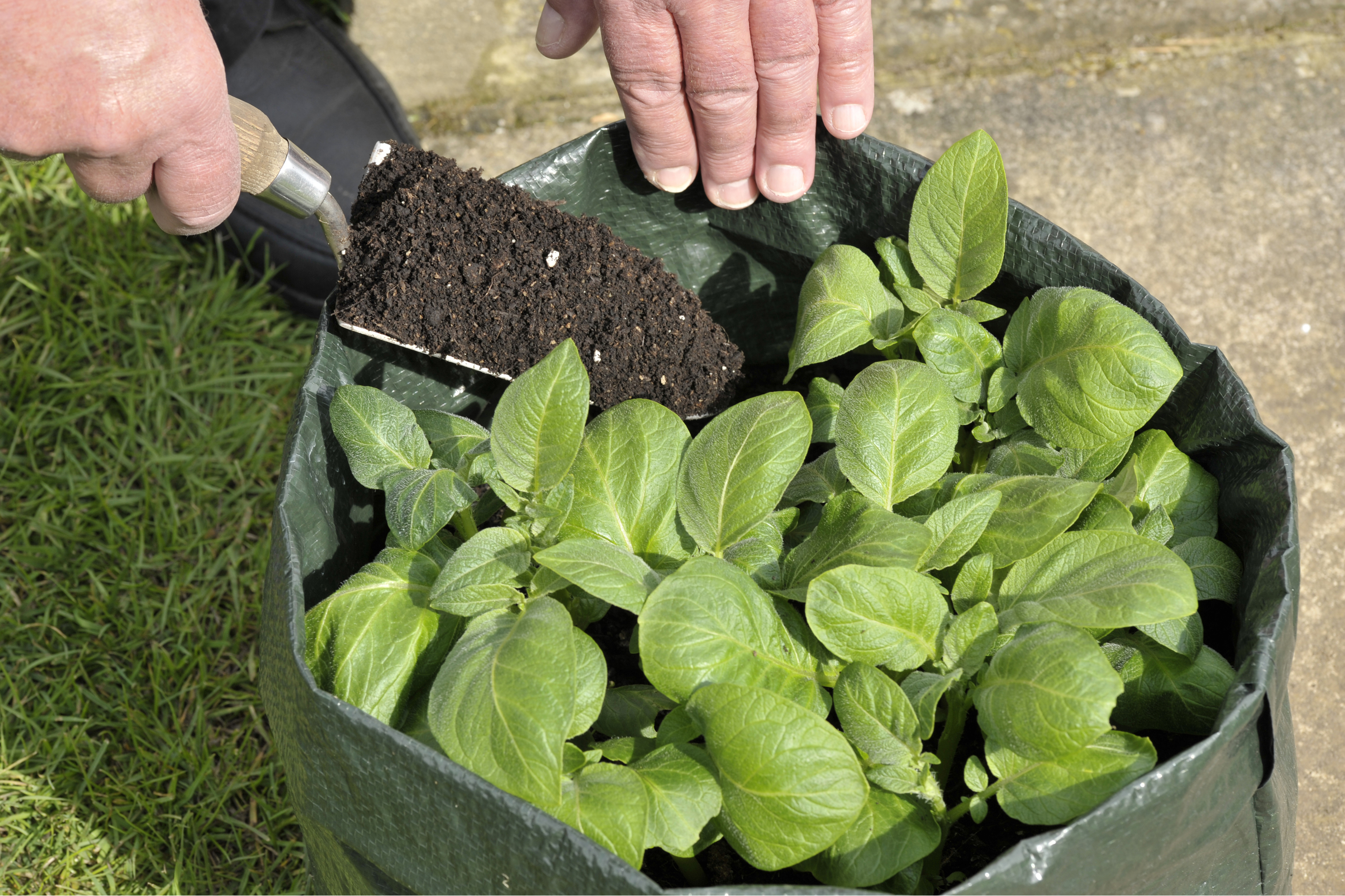Potatoes growing in a container