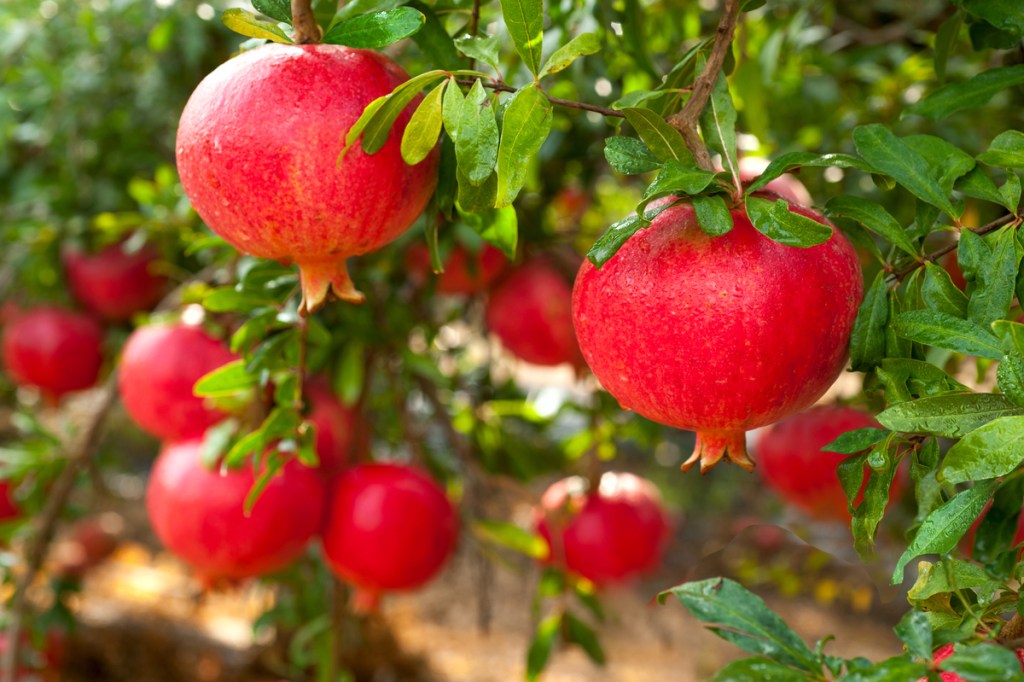 Close-up of fruit on a pomegranate tree