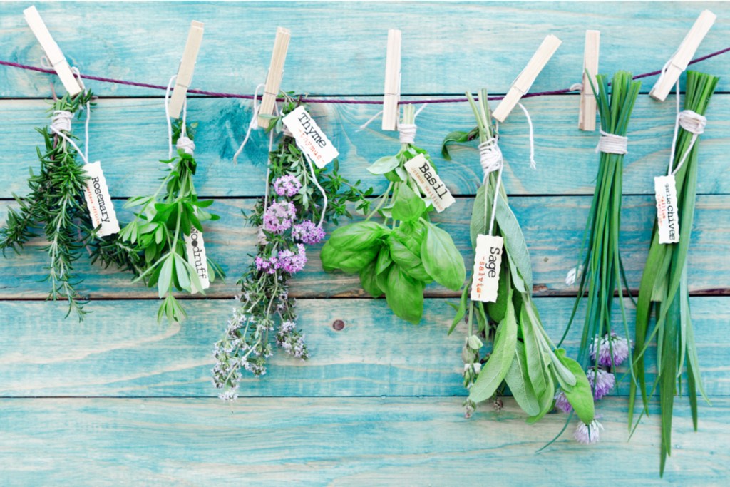 An assortment of hanging herbs
