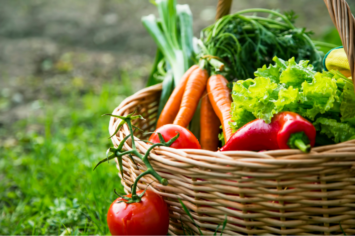 A basket of freshly harvested vegetables