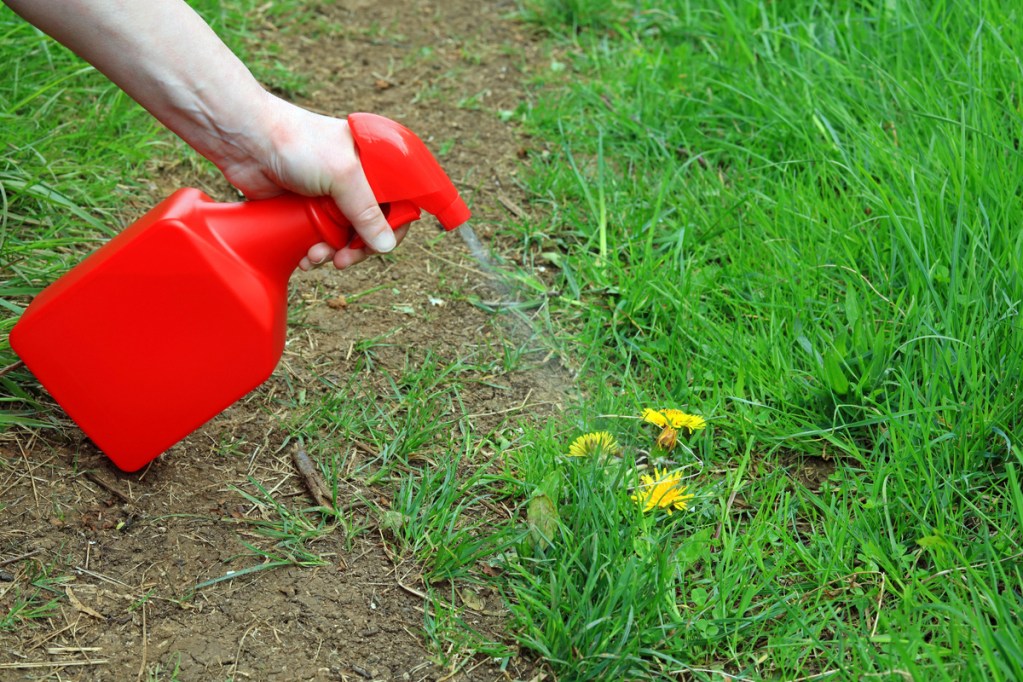 A person holding a bright red spray bottle, spraying liquid onto weeds