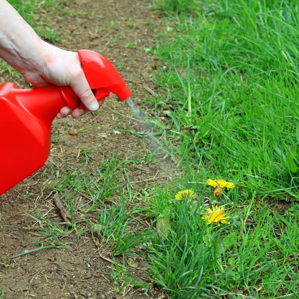 A person holding a bright red spray bottle, spraying liquid onto weeds