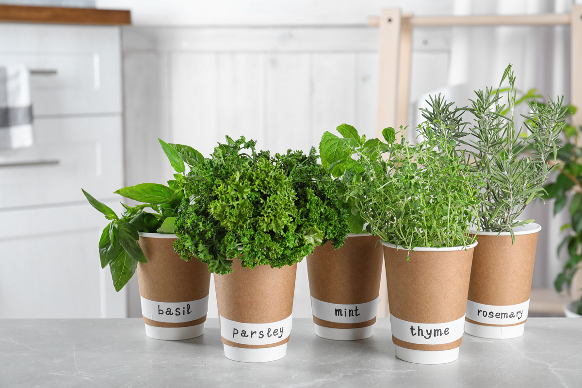 A small kitchen herb garden
