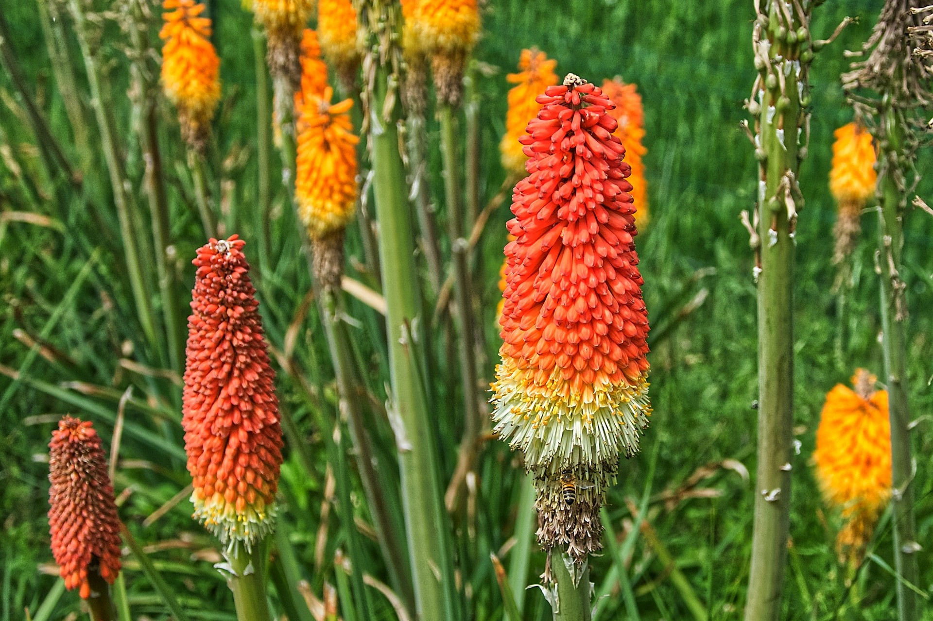 Red hot poker discount